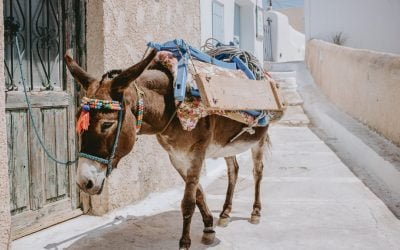 A wise old donkey