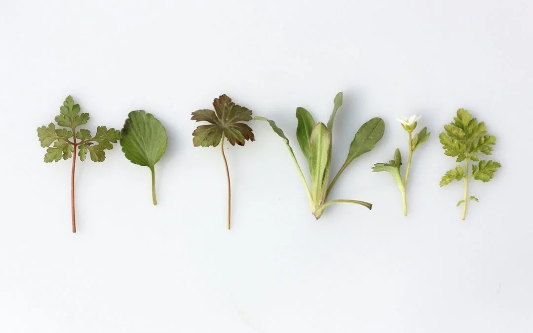 Herbs and health benefits