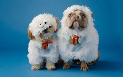 A dog in sheep’s clothing