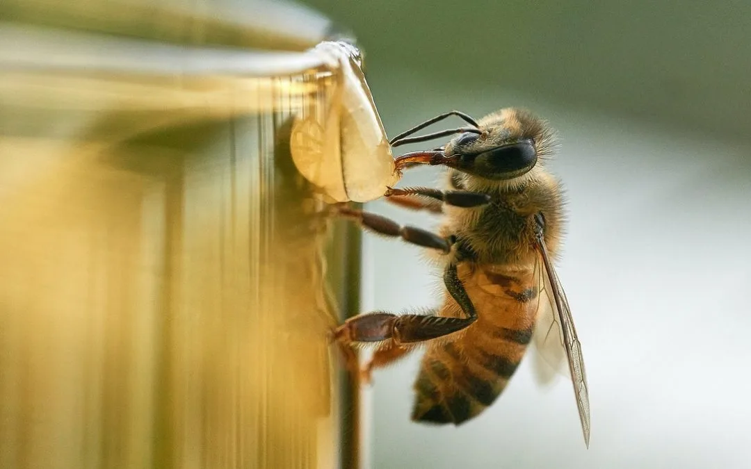 “Health-full” honey bees