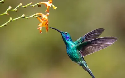 Befriend the little birds