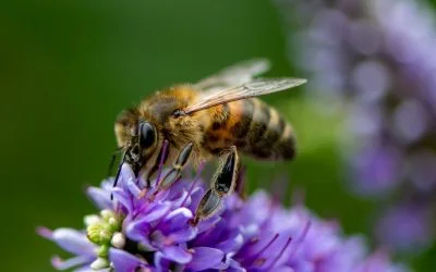 The lonely bee hotel