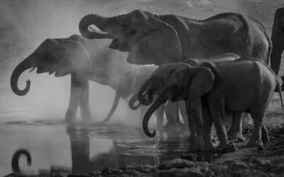 Elephants of Etosha